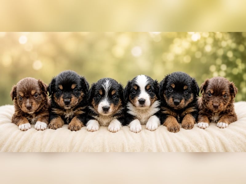 Sechs Miniature Australian Shepherd Welpen aus einer Anzeige der Zucht Vom Keltertal